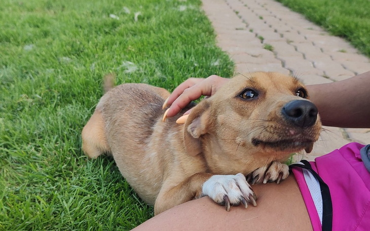 Zbiórka Zbiórka dla Ellie - zdjęcie główne