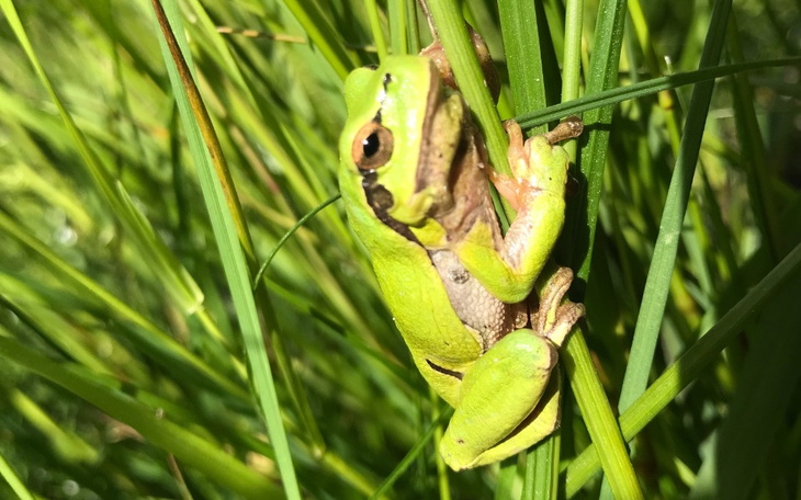 Zielona żaba na trawie.