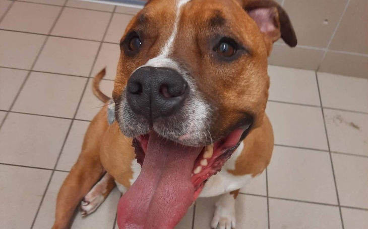 Zbiórka Lucek - rana na łapie - zdjęcie główne