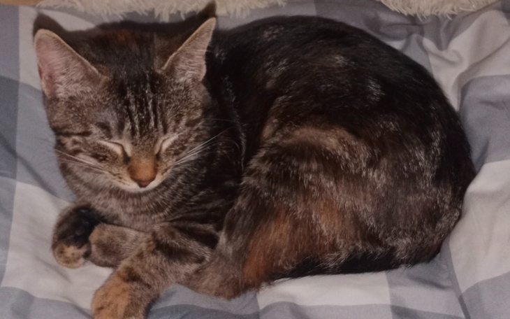 Śpiący kot na kocu, zwinięty w kulkę, w odcieniach brązu i szarości.