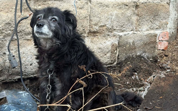 Czarny pies siedzący na ziemi, otoczony suchymi gałązkami.