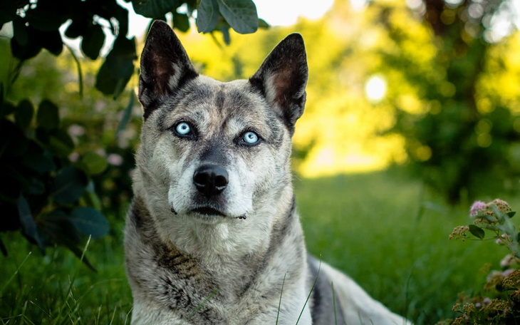 Zbiórka Proszę o pomoc dla Luny - zdjęcie główne