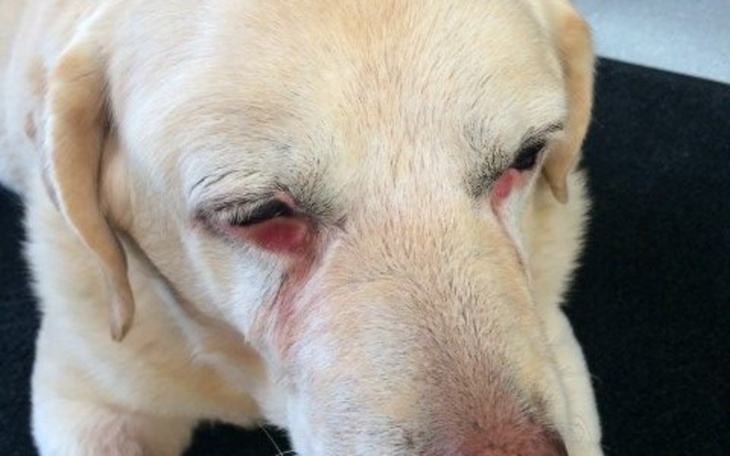 Zbiórka LAKI kontra Nowotwór - zdjęcie główne