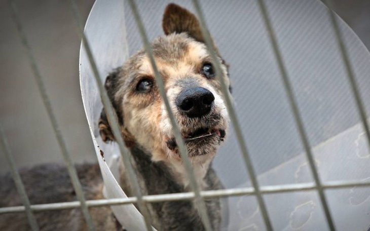 Zbiórka Szansa dla czworonogów - zdjęcie główne