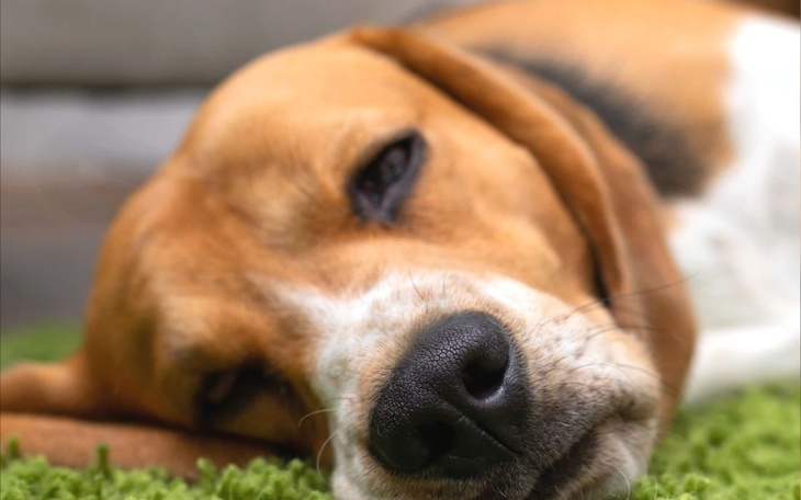 Zbiórka Zbiórka na Łapka - zdjęcie główne