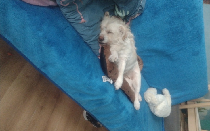 Zbiórka Na leczenie psa prosze - zdjęcie główne