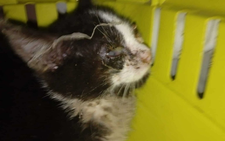 Kot z uszkodzoną głową, wyglądający na zmartwionego.