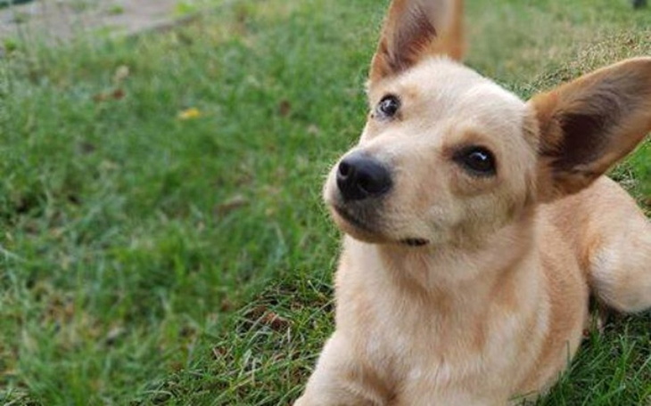 Zbiórka Zbiórka na adopcje pieska. - zdjęcie główne