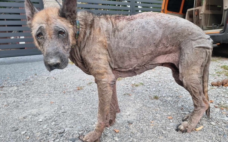 Zbiórka Leczenie Barbi i innych - zdjęcie główne