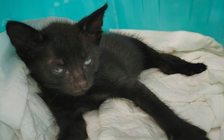 Zbiórka Bezcenne życie ma jednak cenę... - zdjęcie główne