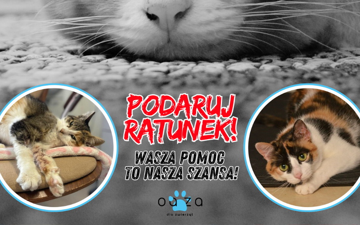 Plakat zachęcający do pomocy dla zwierząt w potrzebie.