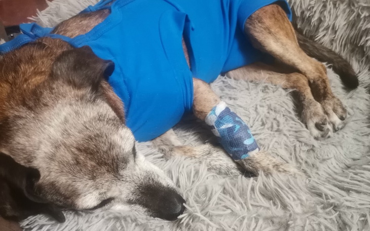 Pies w niebieskim ubranku, odpoczywający na miękkim posłaniu.