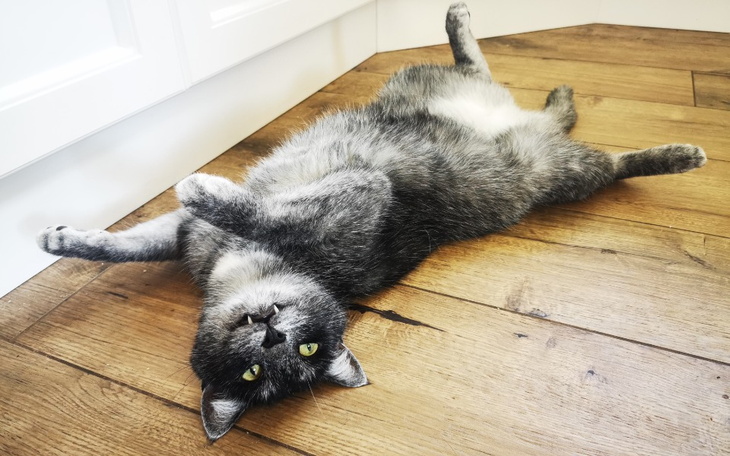 Zbiórka Moje urodziny - twoja pomoc - zdjęcie główne