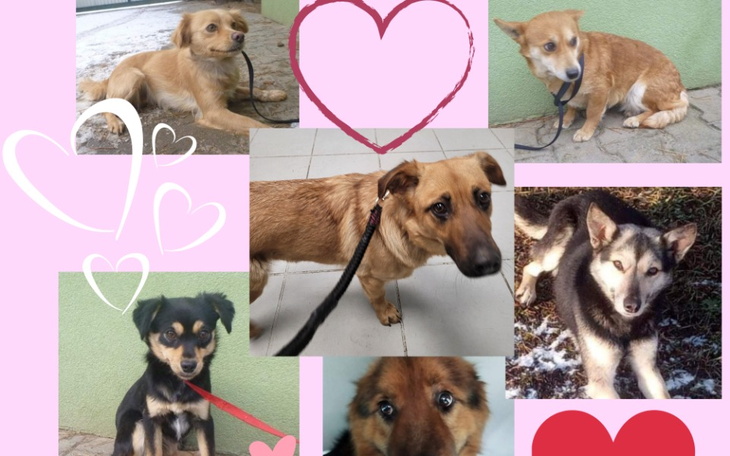 Zbiórka Daj Piątaka dla Zwierzaka. - zdjęcie główne