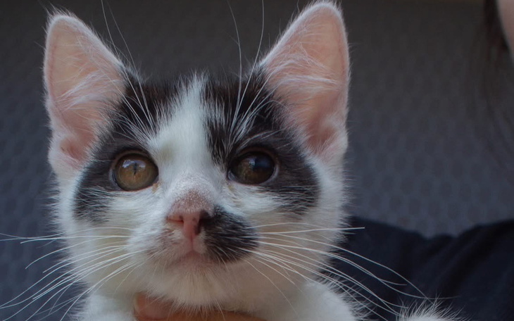 Kotek z dużymi oczami patrzy w obiektyw.