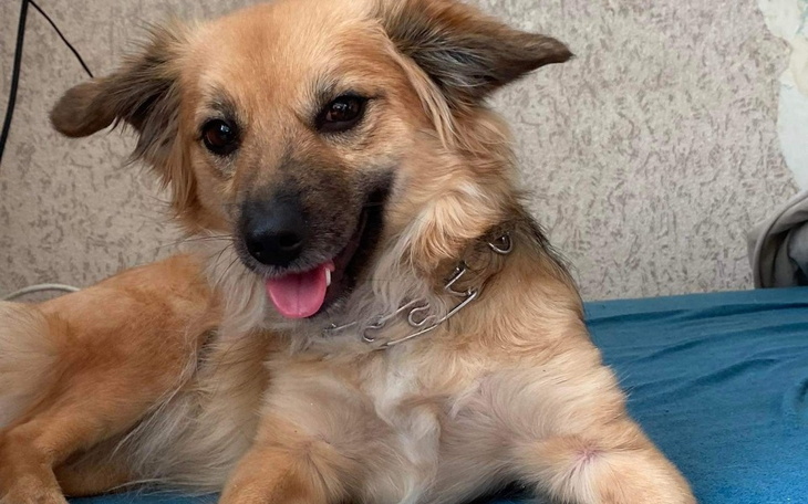 Zbiórka Zabieg u zwierzęcia - zdjęcie główne