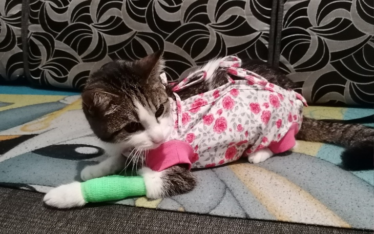 Zbiórka Leczenie Wikuni - zdjęcie główne