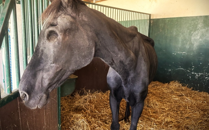 Zbiórka Hania, uratujmy życie karuski - zdjęcie główne