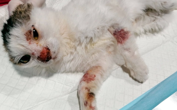 Chory kot leżący na białym materiale, z ranami na ciele.