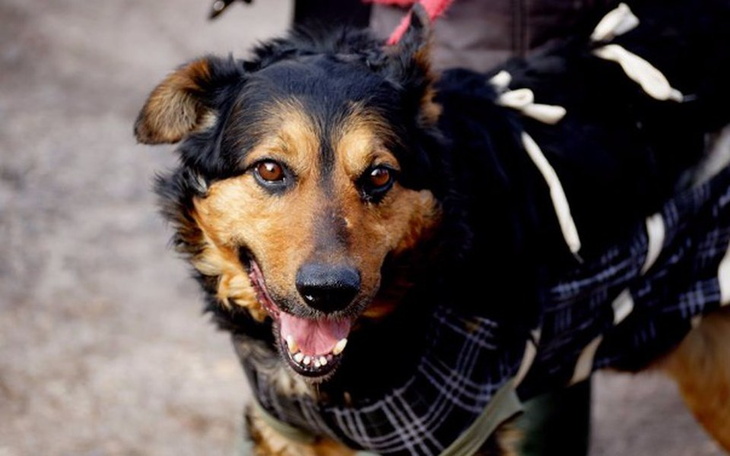 Zbiórka Pies po amputacji łapki - zdjęcie główne