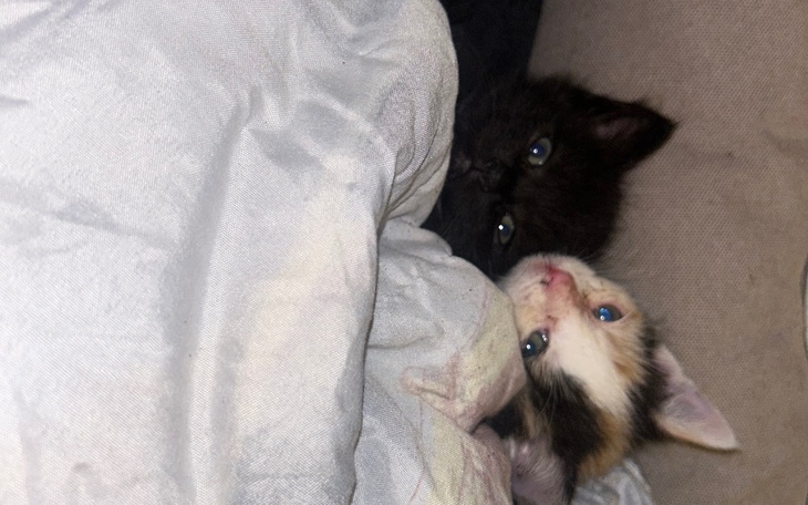 Zbiórka Na pomoc dla małych kotków - zdjęcie główne