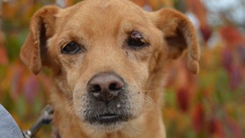 Zbiórka Ratujemy Piotrusia Pana 💛 - miniaturka zdjęcia