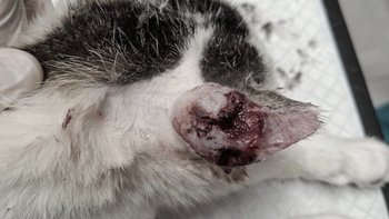 Zbiórka Pomóż nam przerwać straszny ból - miniaturka zdjęcia