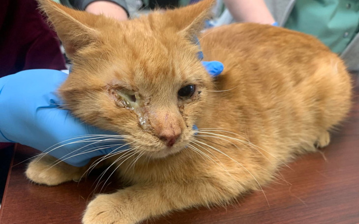 Zbiórka Strach, cierpienie i śmierć - zdjęcie główne