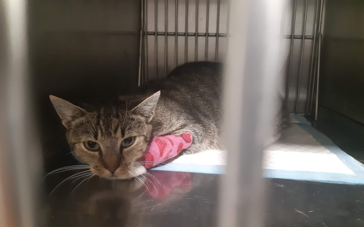 Zbiórka Marysia chora na białaczkę - zdjęcie główne