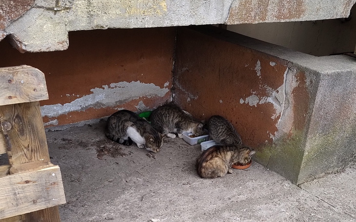 Grupa kotów jedzących z misek w zacisznym miejscu.