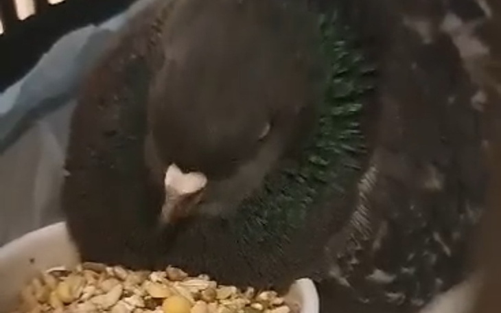 Gołąb jedzący z miski, z widocznym piórkiem na szyi.