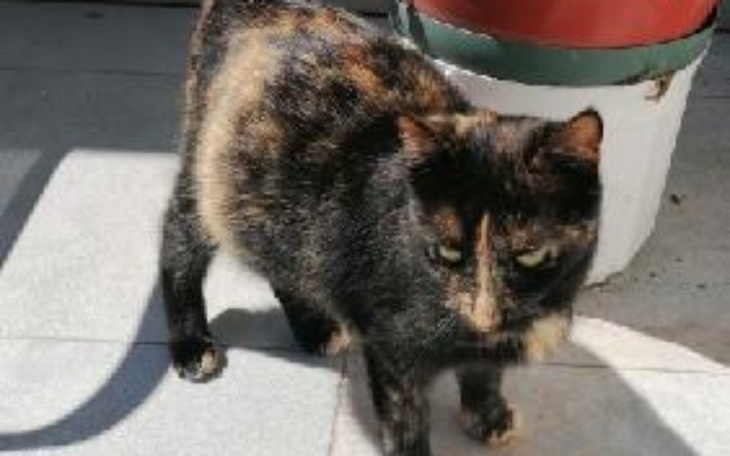 Czarny kot z brązowymi plamami, spacerujący po tarasie.