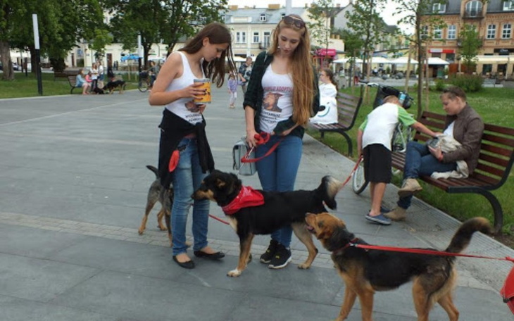 Zbiórka Schronisko piesków - zdjęcie główne