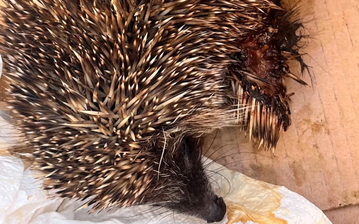 Zwierzę w masce i życiu w okrążeniu zebrało rany lutę na plecach.
