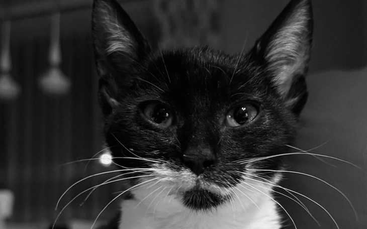 Czarny kot z białymi akcentami, patrzy w obiektyw.