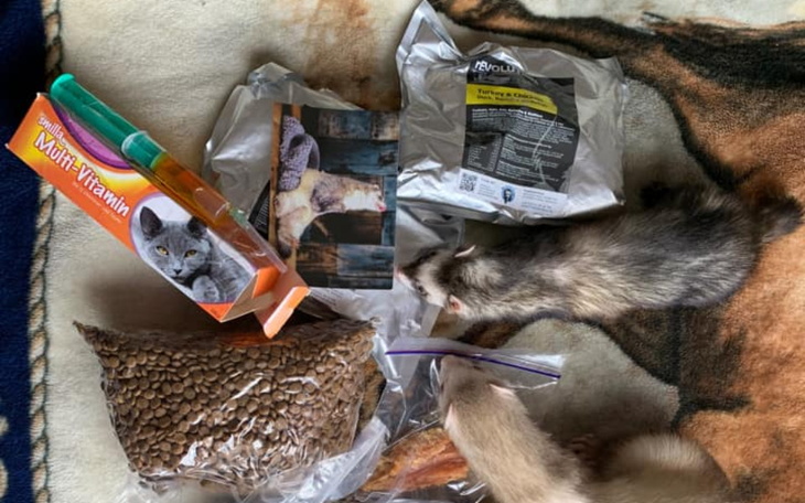 Zbiórka Karma i leki dla fretek z UA - zdjęcie główne