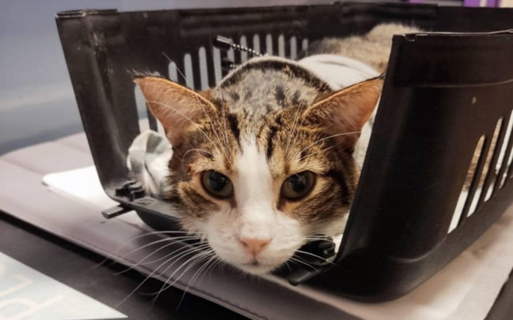 Kot leżący w koszyku, z ciekawym spojrzeniem.