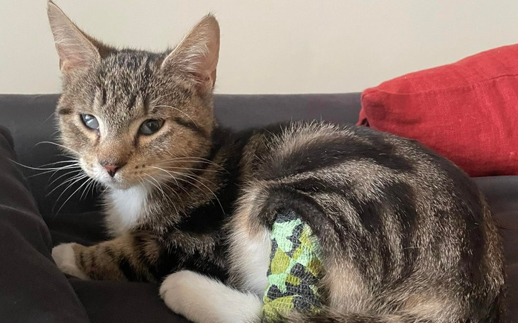 Zbiórka Walczymy o życie Goofiego - zdjęcie główne