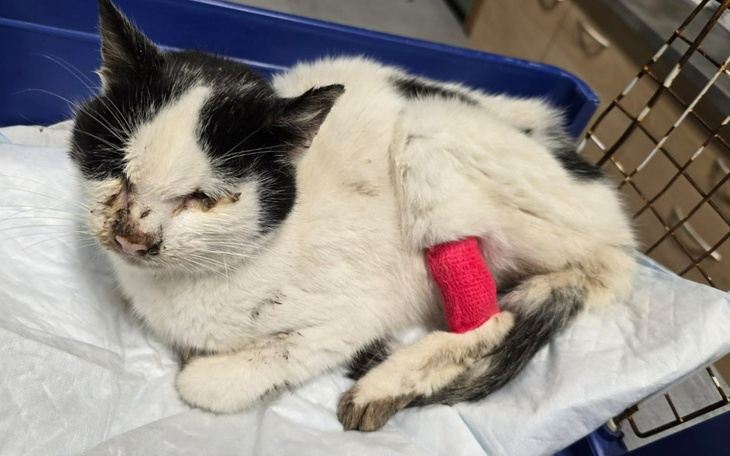 Zbiórka Życie dla Pana Puchatka - zdjęcie główne