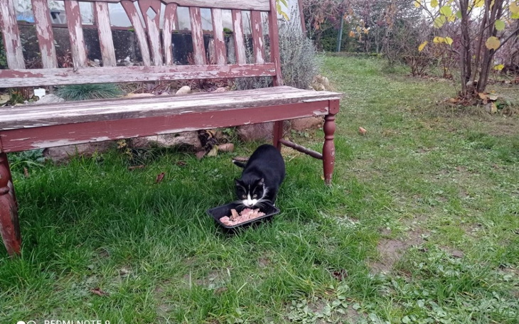 Zbiórka 3 zabiegi kotek z Lasowca - zdjęcie główne