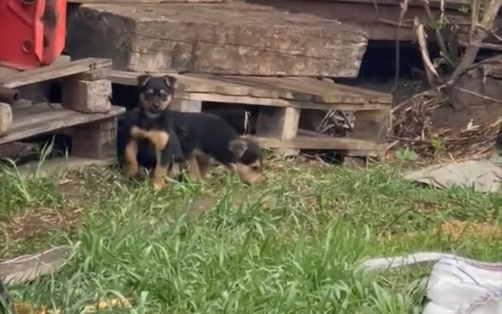 Zbiórka Transport, badania, karma - zdjęcie główne