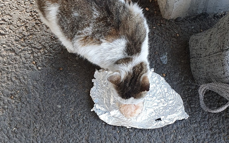 Zbiórka Koniec mokrej karmy dla Wetusia - zdjęcie główne