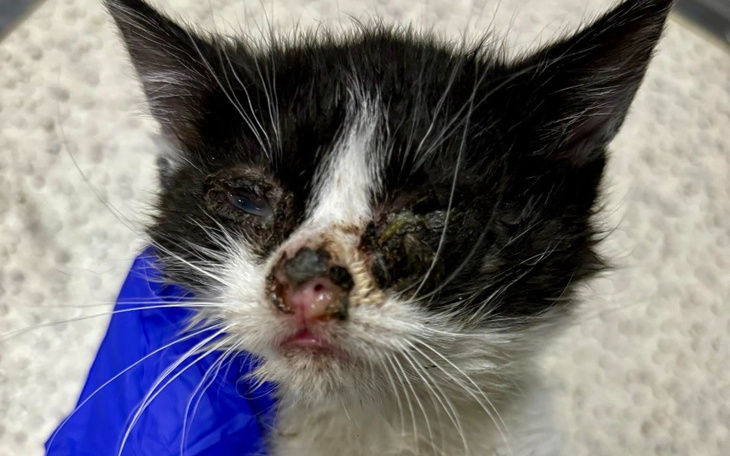 Zbiórka Próbujemy ocalić ich oczy... - zdjęcie główne