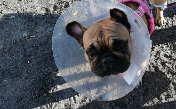 Zbiórka Leczenie Kiary -Buldog Francuski - zdjęcie główne