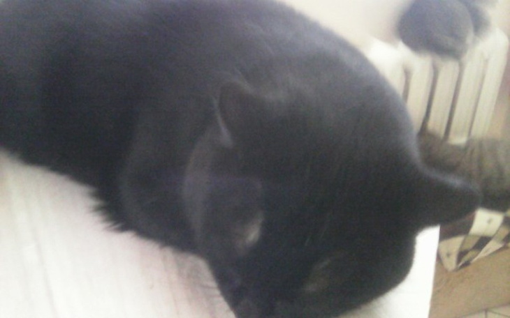 Zbiórka bezdomne zwierzęta - zdjęcie główne