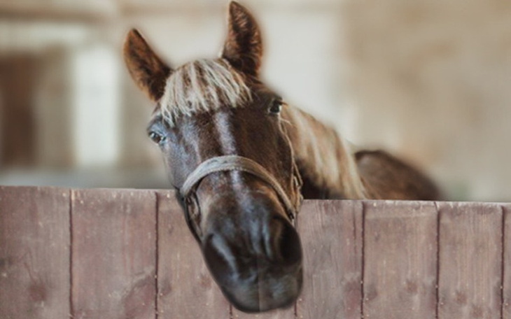 Zbiórka Uciekły od rzeźni - zdjęcie główne