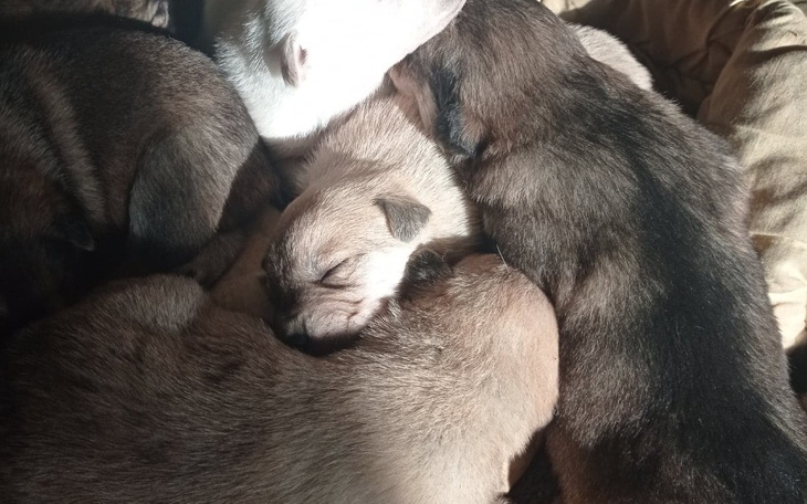 Zbiórka Transport szczeniaczków - zdjęcie główne