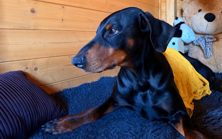 Doberman leży w domowym otoczeniu, wygląda spokojnie.