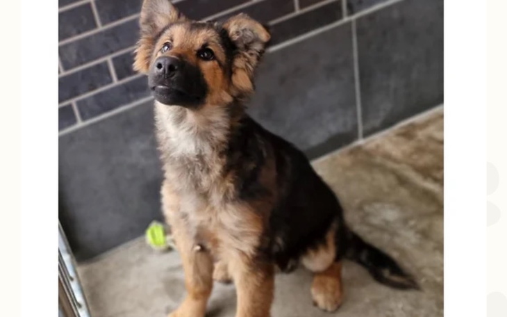 Słodki szczeniak siedzący na podłodze.