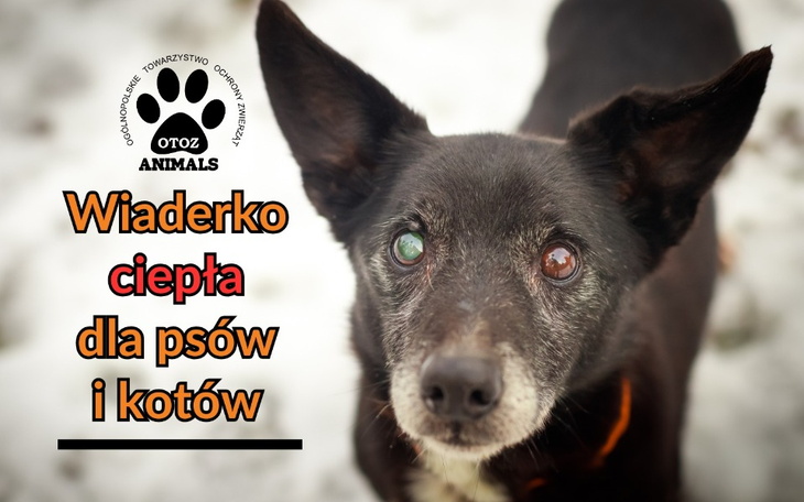 Pies z różnokolorowymi oczami, gotowy na przytulanie.